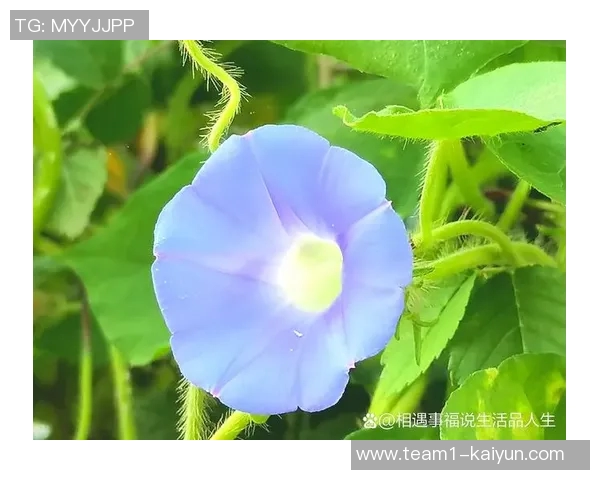 迪拉娜分享生活点滴感叹时光流转与心愿渐成现实 迪拉娜分享生活点滴感叹时光流转与心愿渐成现实